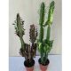 Euphorbia trigona és rubra nagy méret