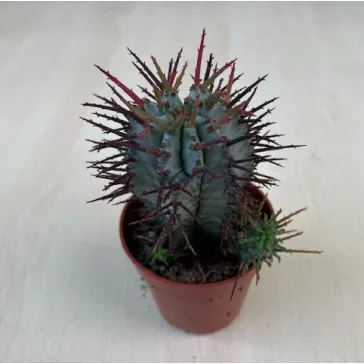 Euphorbia horrida