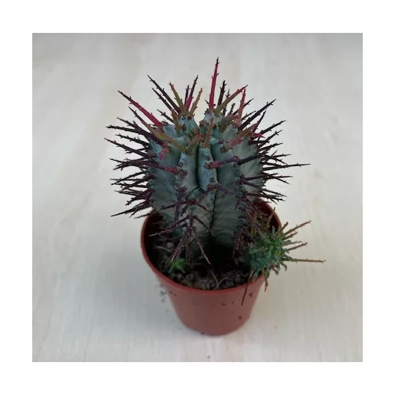 Euphorbia horrida