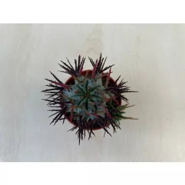 Euphorbia horrida