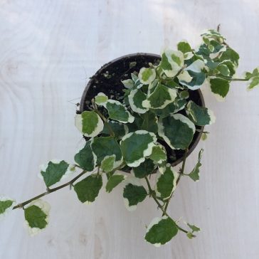 Ficus pumila 'Belle Sunny'