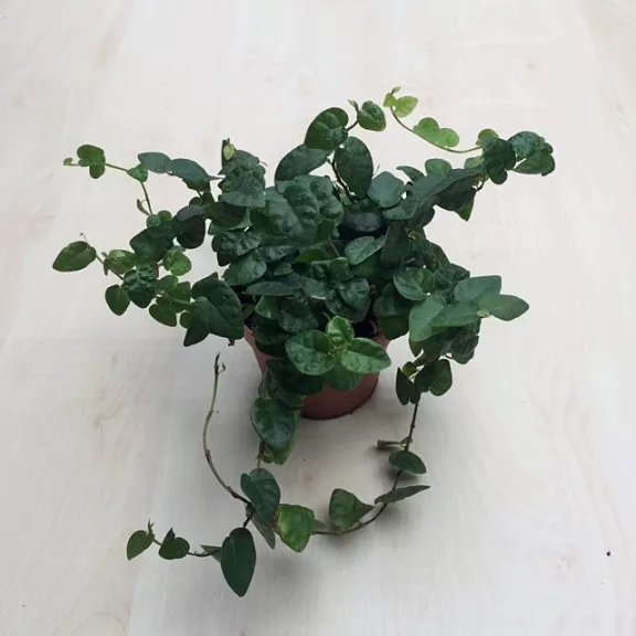 Ficus pumila 'Green Sunny' Ficus pumila 'Green Sunny'
