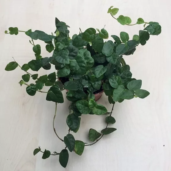 Ficus pumila 'Green Sunny' Ficus pumila 'Green Sunny'