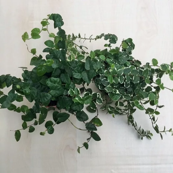 Ficus pumila 'Green Sunny' Ficus pumila 'Green Sunny'
