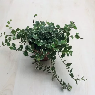 Ficus pumila 'White Sunny'