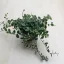 Ficus pumila 'White Sunny'