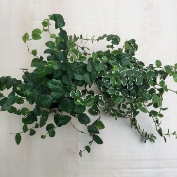 Ficus pumila 'White Sunny'