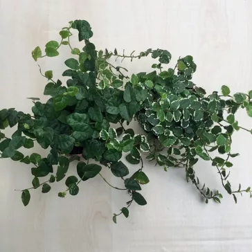 Ficus pumila 'White Sunny'