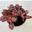 Fittonia - bordó