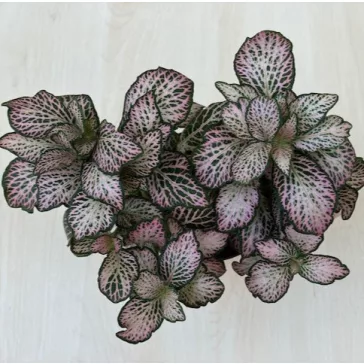Fittonia - halvány rózsaszín