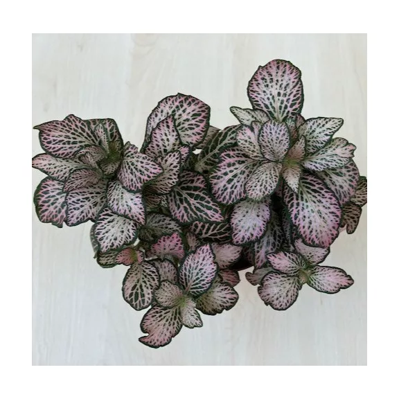Fittonia - halvány rózsaszín Fittonia - halvány rózsaszín