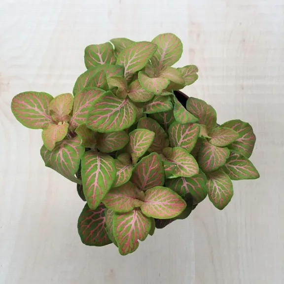 Fittonia - zöld és rózsaszín halvány Fittonia - zöld és rózsaszín halvány