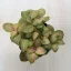 Fittonia - zöld és rózsaszín halvány