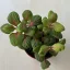 Fittonia - zöld és rózsaszín