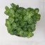 Fittonia - sötét lime