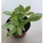 Fittonia - lime