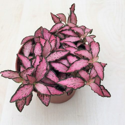 Fittonia - rózsaszín mosaic