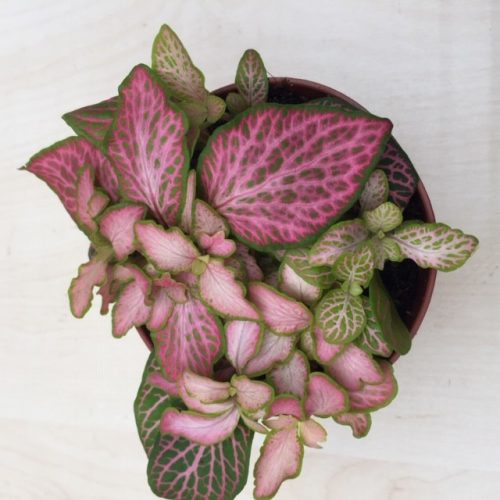 Fittonia - rózsaszín többféle