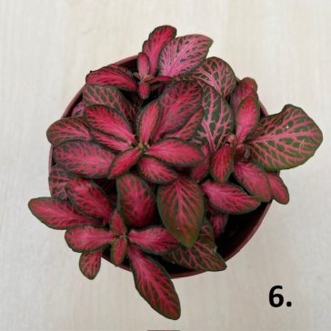 Fittonia - hálóslevél több színben