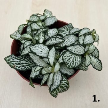 Fittonia - hálóslevél több színben