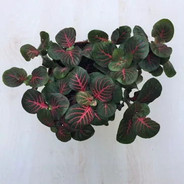 Fittonia - sötétzöld és bordó