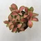 Fittonia - zöld és rózsaszín