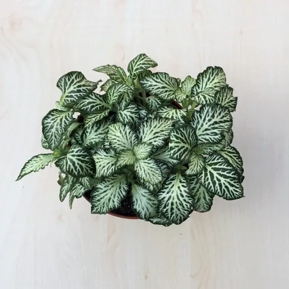 Fittonia - zöld Fittonia - zöld
