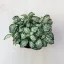 Fittonia - zöld