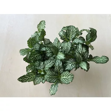 Fittonia - zöld