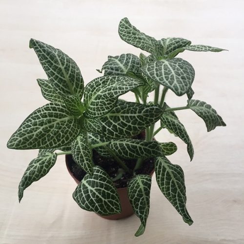 Fittonia - zöld 2.