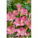 Frézia virághagymák rózsaszín 10 db