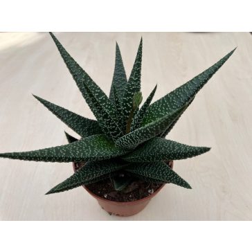 Gasterhaworthia cv Royal Highness