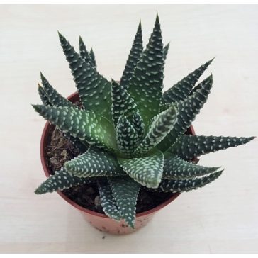 Gasterhaworthia cv Royal Highness - pici