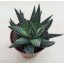 Gasterhaworthia cv Royal Highness - pici