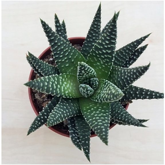 Gasterhaworthia cv Royal Highness - pici