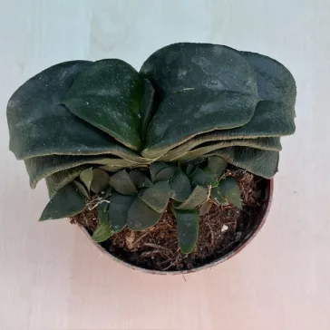 Gasteria nitida var. armstrongii