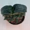 Gasteria nitida var. armstrongii