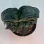 Gasteria nitida var. armstrongii