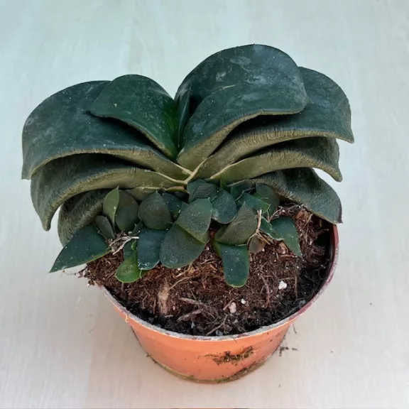 Gasteria nitida var. armstrongii