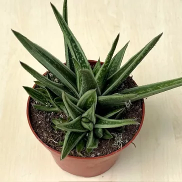 Gasteria Doreen
