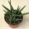 Gasteria Doreen