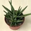 Gasteria Doreen
