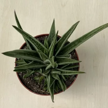 Gasteria Doreen