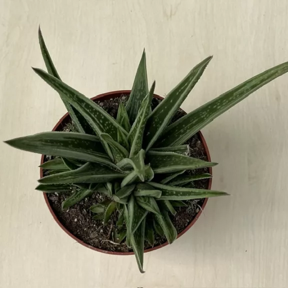 Gasteria Doreen