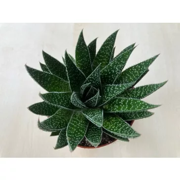 Gasteria D Due