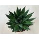 Gasteria D Due
