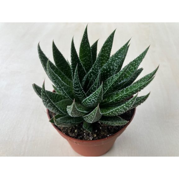 Gasteria D Due