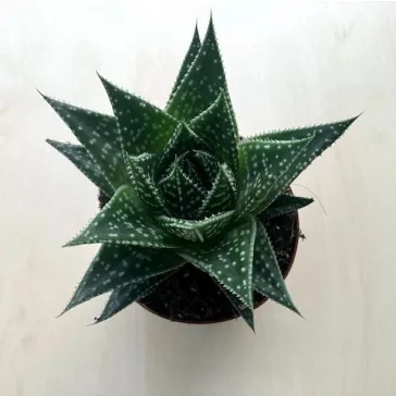 Gasteria Durban