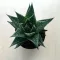 Gasteria Durban