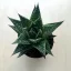 Gasteria Durban